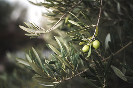 Scegli il piano Olivo